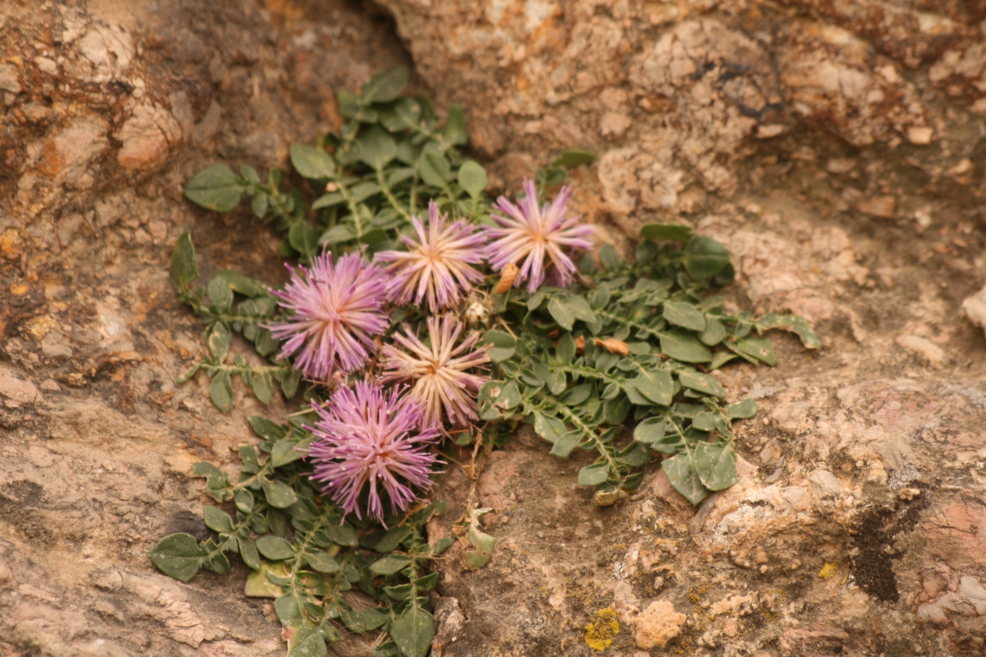 Στο καταφύγιο της Ακρόπολης-3