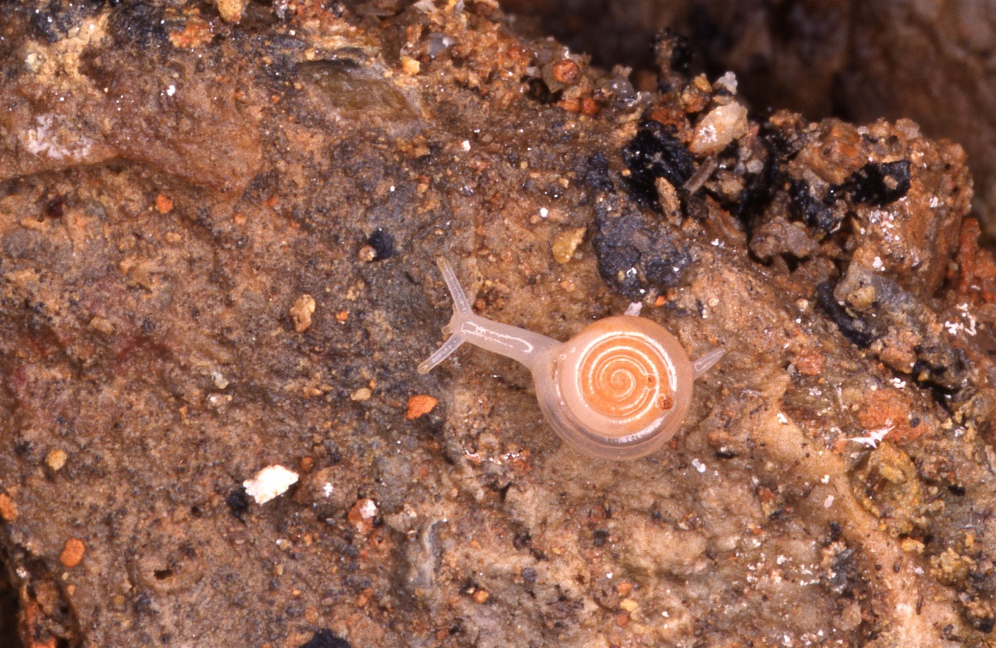 Ο «παράδεισος» έχει και άλλα μυστικά-2