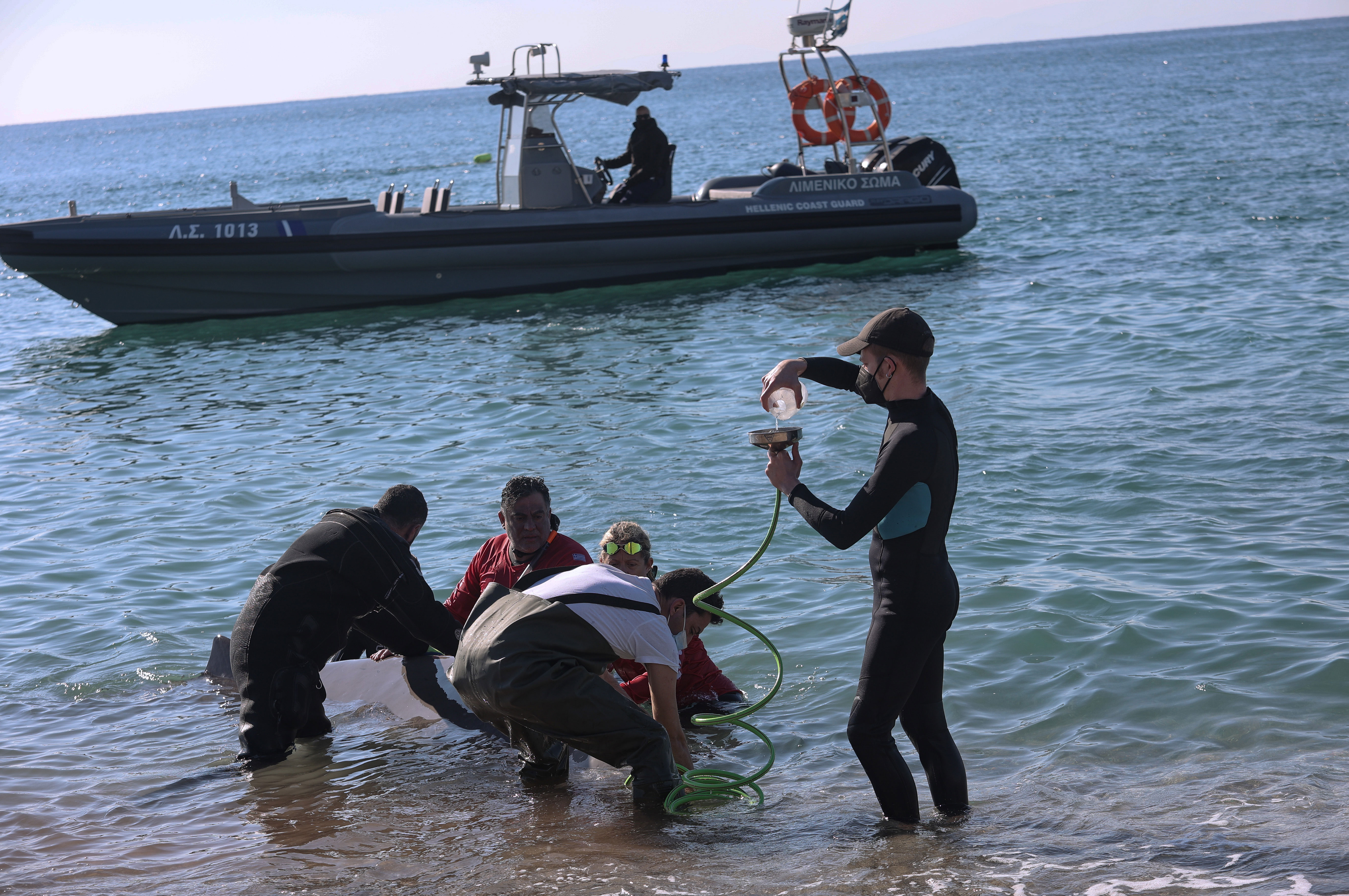 Φάλαινα στον Άλιμο: «Μάχη» για να κρατηθεί στη ζωή το τραυματισμένο ζώο – Τι λέει το υπουργείο Περιβάλλοντος-3