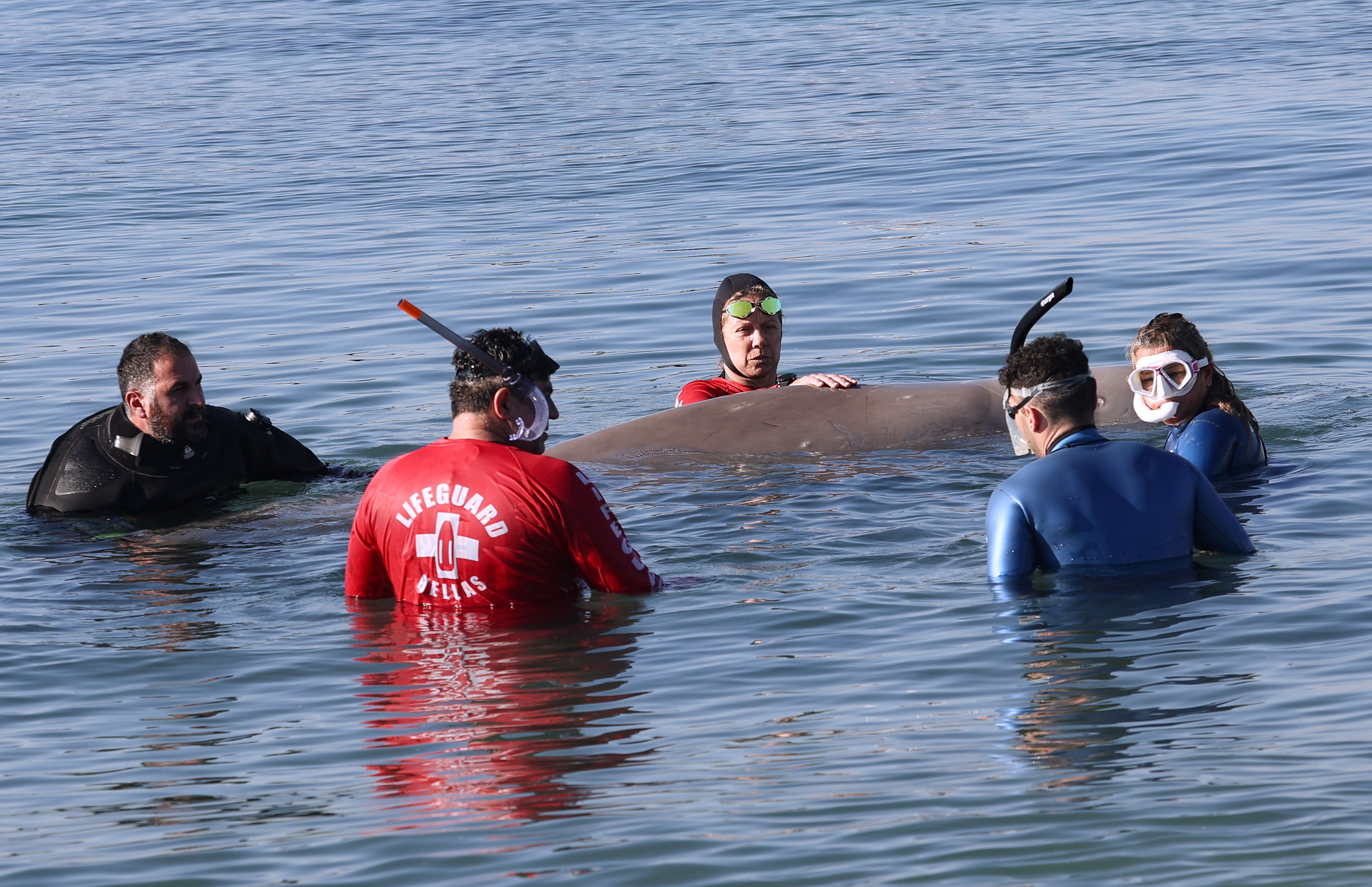 Φάλαινα στον Άλιμο: «Μάχη» για να κρατηθεί στη ζωή το τραυματισμένο ζώο – Τι λέει το υπουργείο Περιβάλλοντος-2
