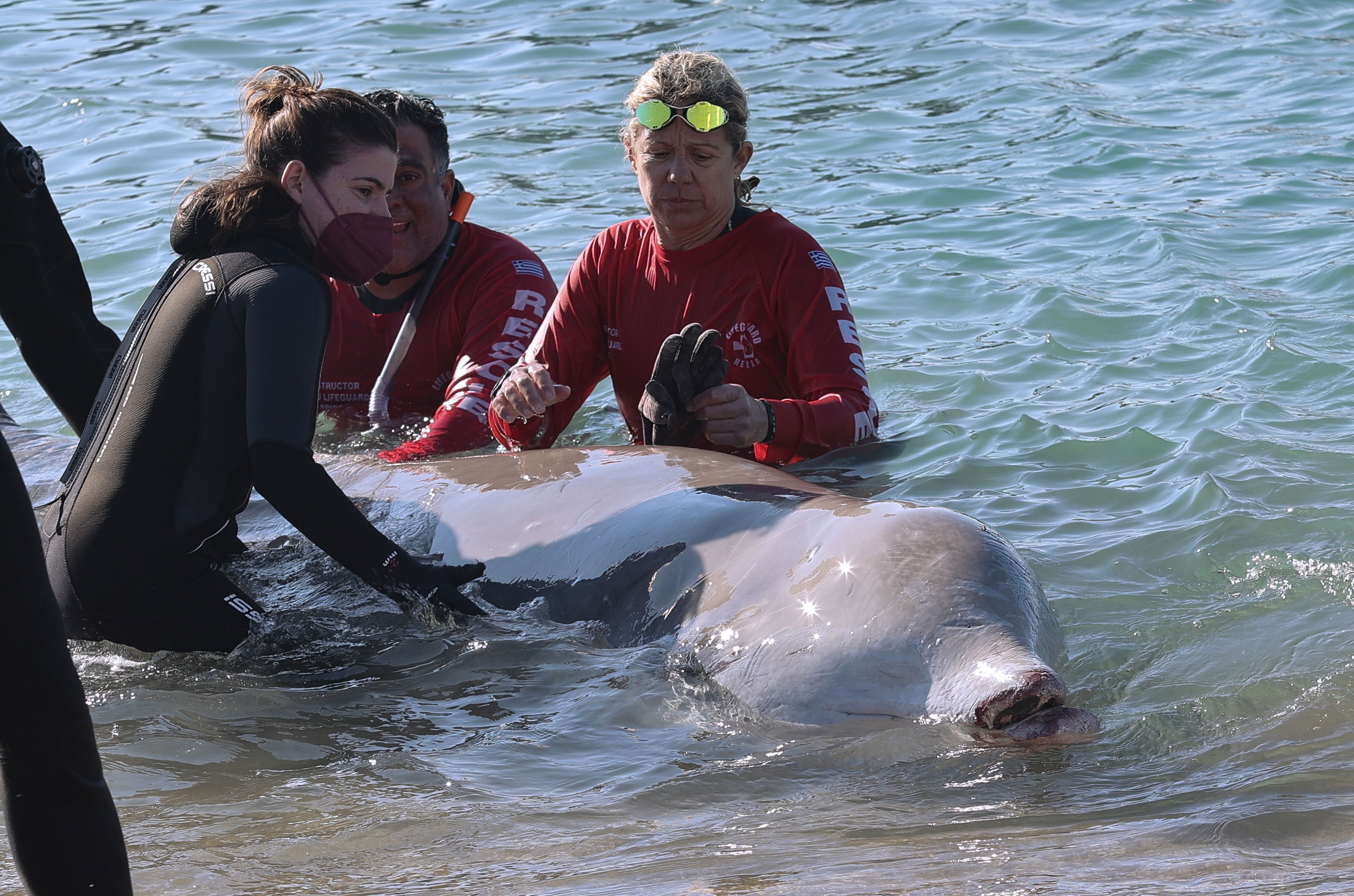 Φάλαινα στον Άλιμο: «Μάχη» για να κρατηθεί στη ζωή το τραυματισμένο ζώο – Τι λέει το υπουργείο Περιβάλλοντος-1