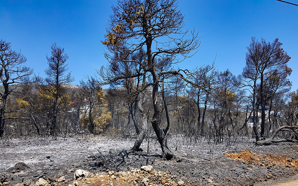 μαύρο-2021-κάηκαν-τόσα-στρέμματα-στην-ε-561655660
