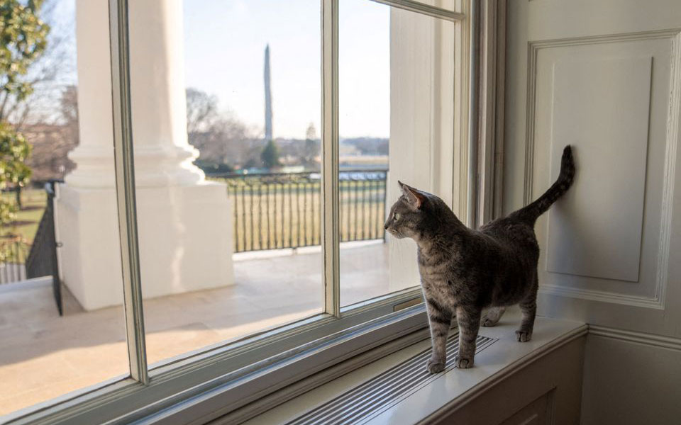 η-πρώτη-γάτα-των-ηπα-το-ζεύγος-μπάιντ-561691666