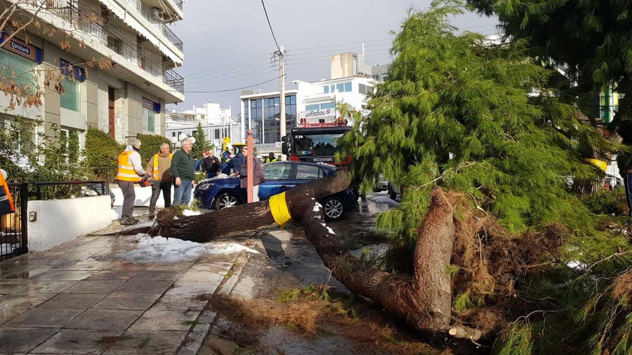 Κακοκαιρία Ελπίδα – Αττική: Συνεργεία υλοτόμων εργάζονται για την απομάκρυνση πεσμένων δένδρων (εικόνες)-8