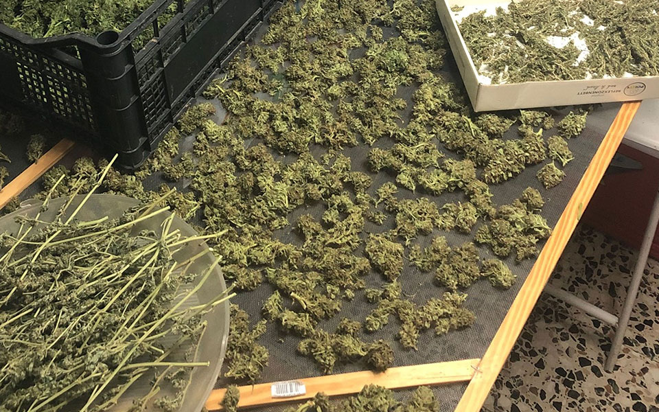 νέα-χαλκηδόνα-εντοπίστηκε-φυτώριο-κα-561665929