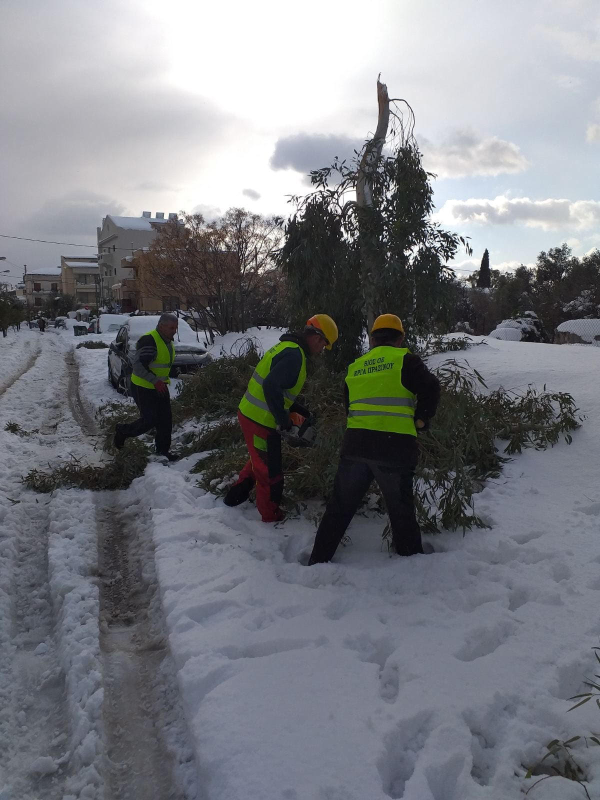 Κακοκαιρία Ελπίδα – Αττική: Συνεργεία υλοτόμων εργάζονται για την απομάκρυνση πεσμένων δένδρων (εικόνες)-7