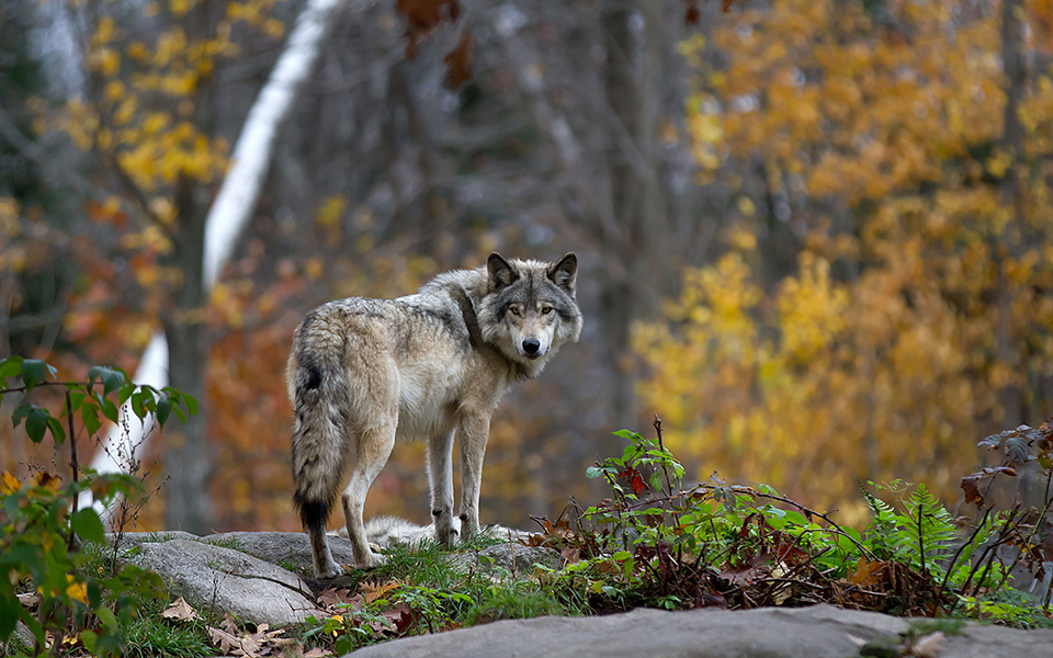 καλλιστώ-δεν-υπάρχει-μονόλυκος-561695476
