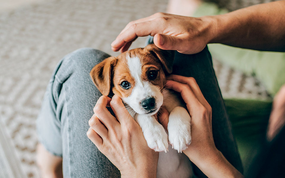 πρώτη-φορά-σκύλος-στο-σπίτι-561669496