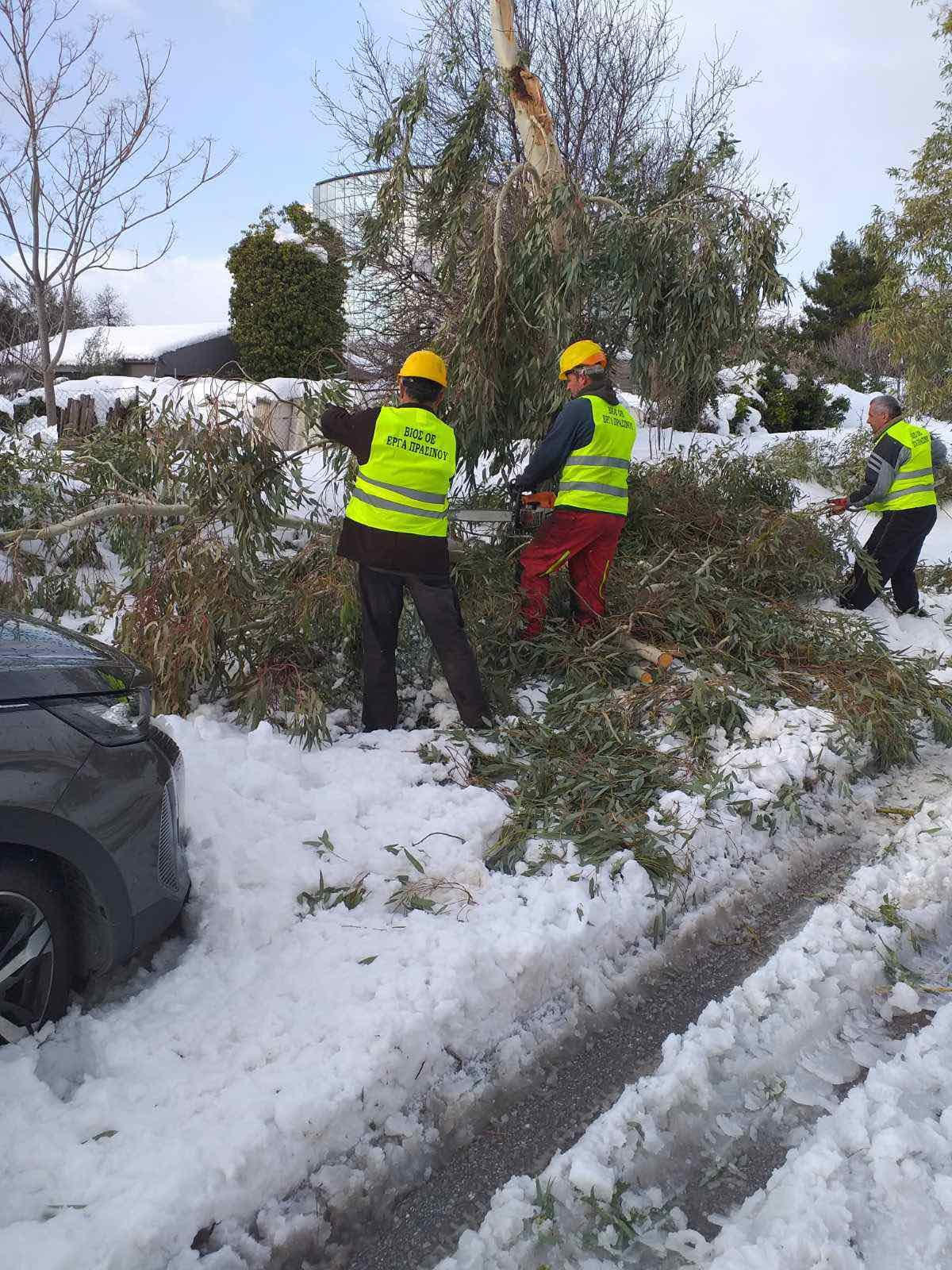 Κακοκαιρία Ελπίδα – Αττική: Συνεργεία υλοτόμων εργάζονται για την απομάκρυνση πεσμένων δένδρων (εικόνες)-4