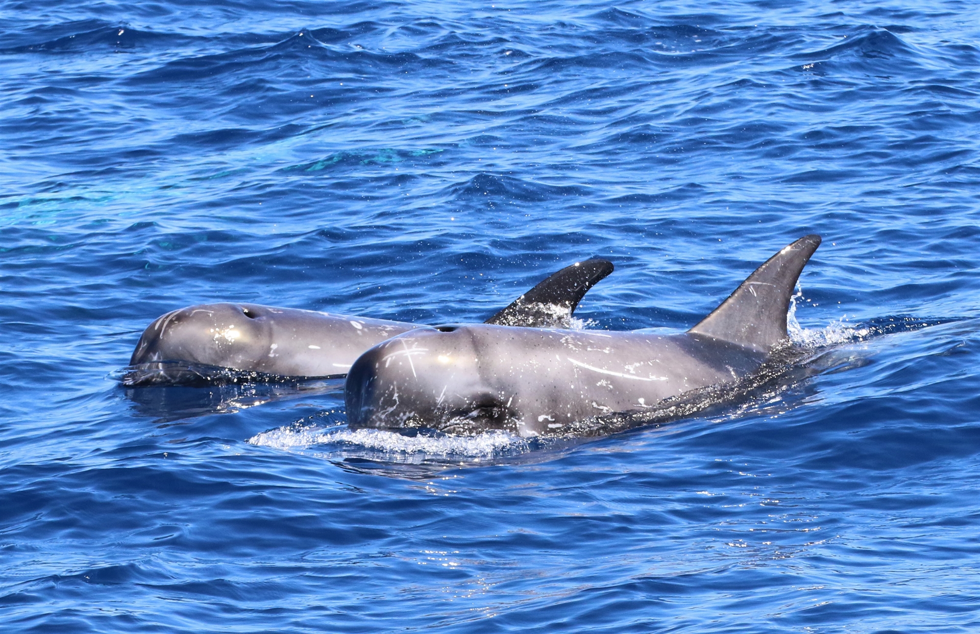 το-μήνυμα-που-μας-άφησε-ο-ζιφιός-561704644