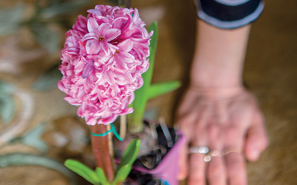 plant-therapy-οι-2-000-αποχρώσεις-του-ζουμπουλιού-561721567