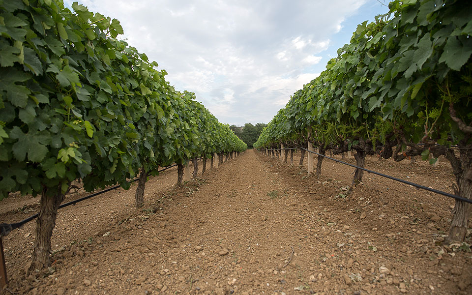 οι-αόρατοι-αμπελώνες-απειλούν-τις-ν-561721798