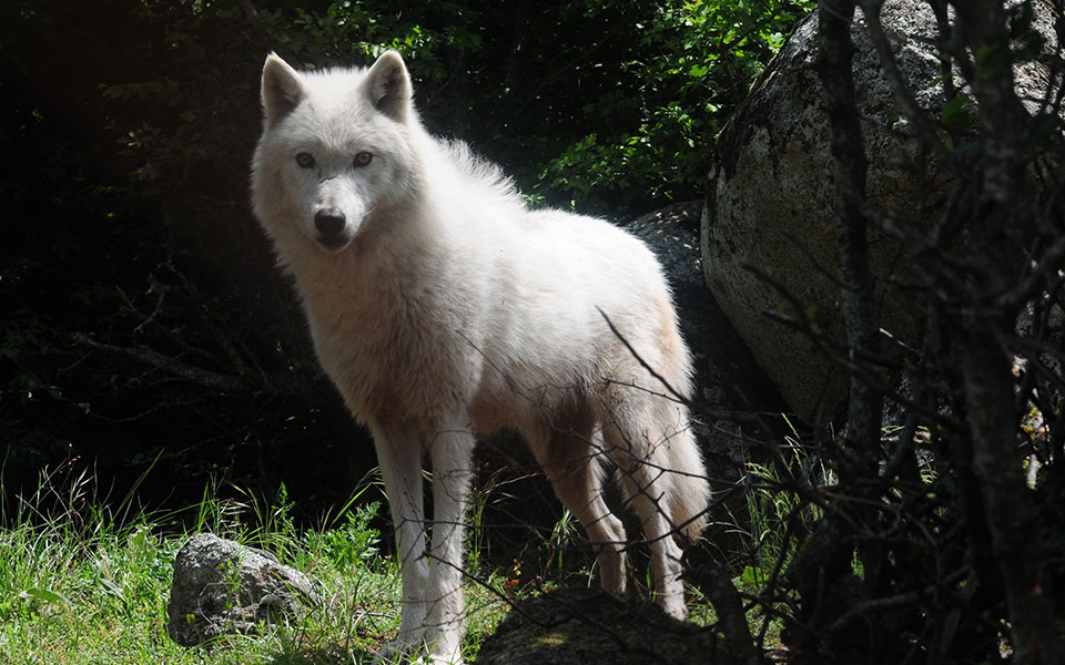 τι-κάνουμε-αν-συναντήσουμε-λύκο-561700879