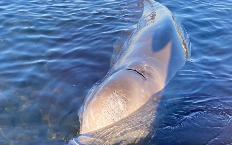 φάλαινα-στον-άλιμο-πολλά-λάθη-στην-επι-561698647