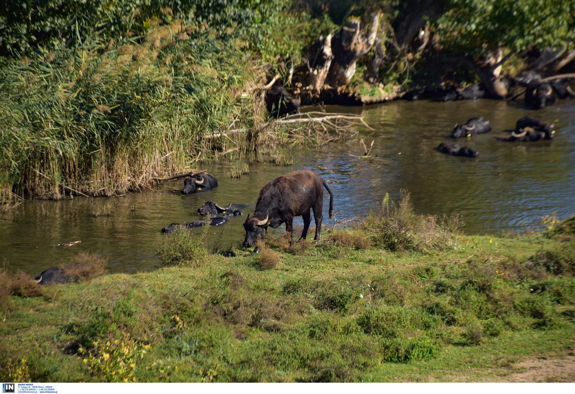σε-κίνδυνο-οι-ελληνικοί-υγρότοποι-561698098