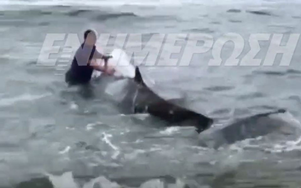 κέρκυρα-διάσωση-και-τρίτης-ραμφοφάλα-561729571