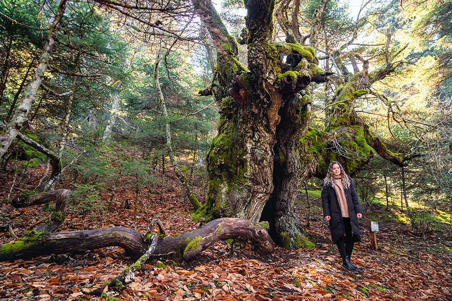 Καλάβρυτα δεν είναι μόνο ο Οδοντωτός-6