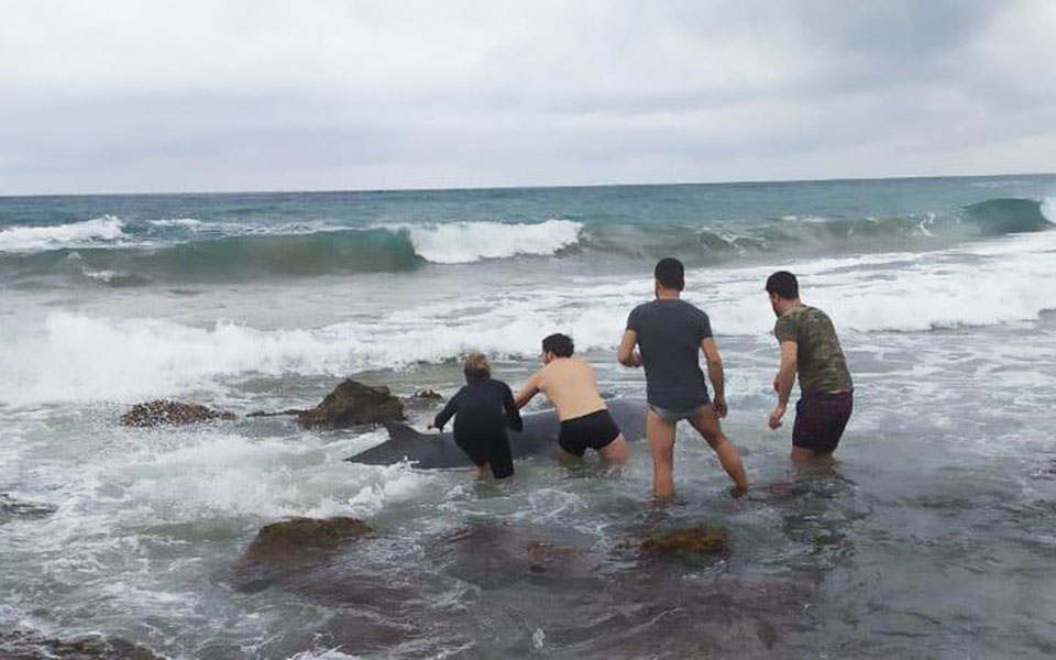 μυστηριώδεις-εκβρασμοί-ζιφιών-561731113