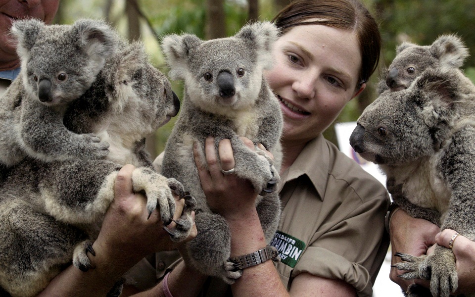 αυστραλία-είδος-υπό-εξαφάνιση-και-επι-561713698