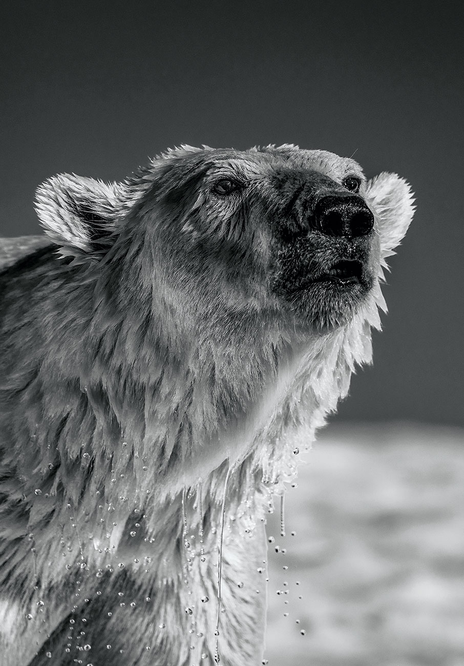 Greenland Unseen: Απίστευτες φωτογραφίες από κυνήγι άγριων ζώων στη Γροιλανδία-1