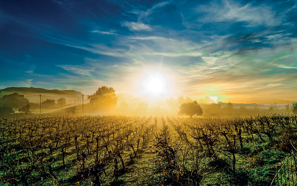 κτήμα-μπριντζίκη-βόλτα-στο-eco-friendly-οινοποι-561712084