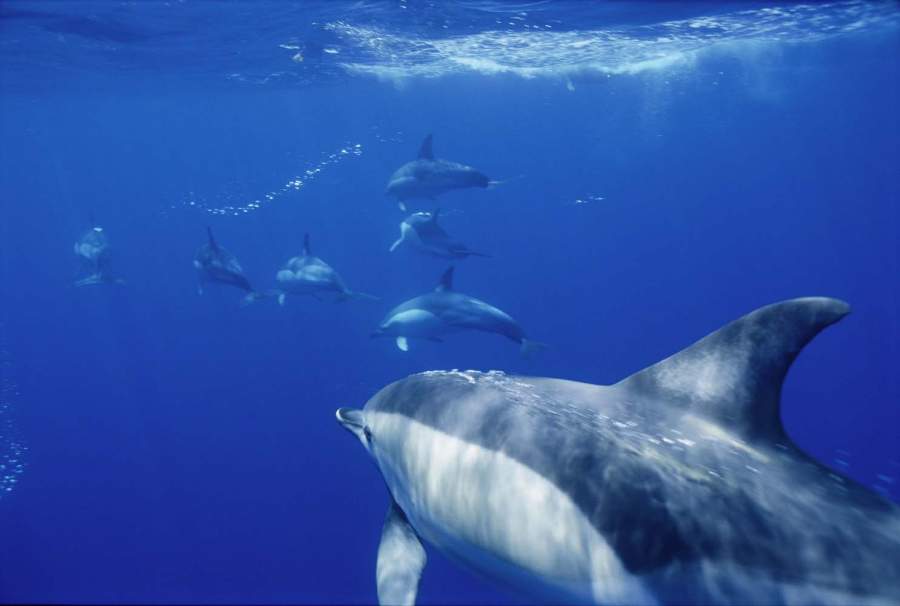 η-παρουσία-κητωδών-στα-ελληνικά-πελάγ-561730210