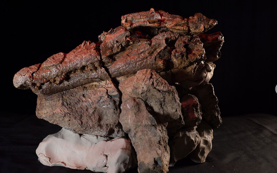 Ανακάλυψη: Προϊστορικός κροκόδειλος έκρυβε γεύμα – έκπληξη στο στομάχι του-1