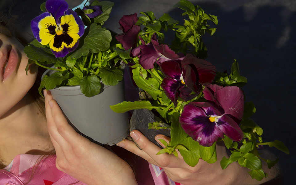 πανσές-ένα-φυτό-με-δυνάμεις-ερωτικού-φ-561712063