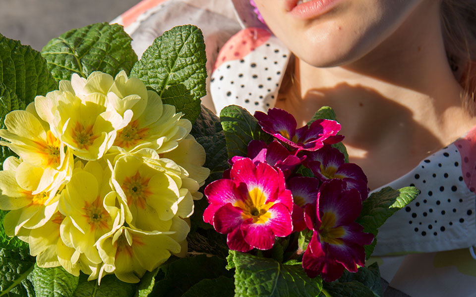 πρίμουλα-ένα-φυτό-με-χαλαρωτικές-ιδιό-561699355