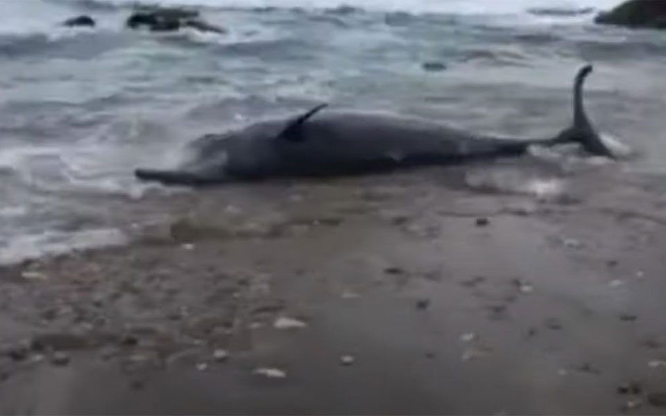 κέρκυρα-επιτυχής-διάσωση-δύο-ραμφοφα-561728944