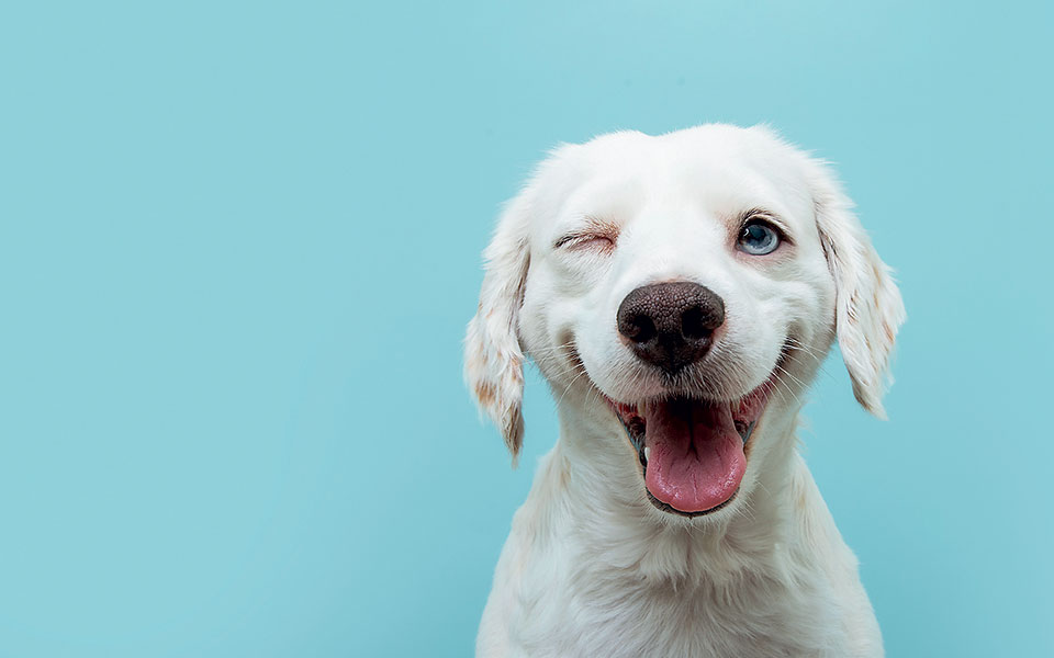 eίναι-ο-σκύλος-σου-πιο-έξυπνος-από-σένα-561700942