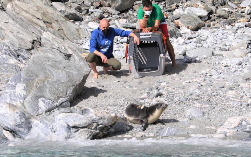 απελευθέρωση-μεσογειακής-φώκιας-στη-561720328