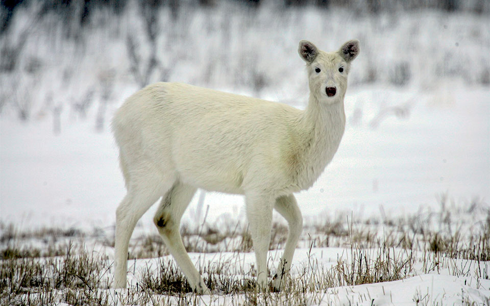 κορωνοϊός-νέα-υόρκη-εντοπίστηκαν-κ-561708952