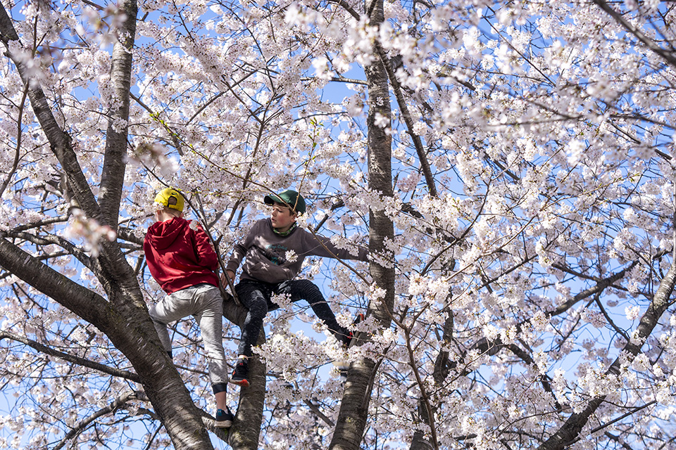 ετίναξε-την-ανθισμένη-αμυγδαλιά-561778519
