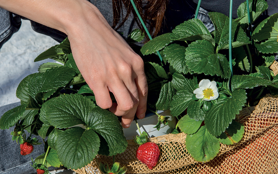ωδή-στη-φράουλα-το-αγαπημένο-φρούτο-όλ-561756073