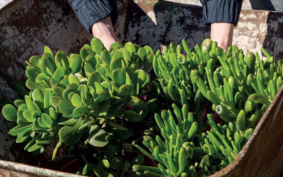 κρασσούλα-το-φυτό-που-φέρνει-γούρι-και-561764869