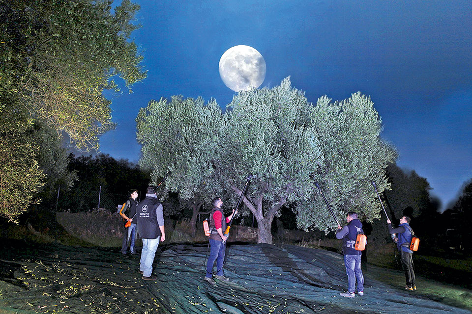 Ελαιοτουρισμός: μια νέα ταξιδιωτική τάση γεννιέται-6