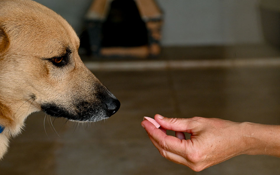 οι-σκύλοι-μυρίζουν-τον-κορωνοϊό-στους-561755707