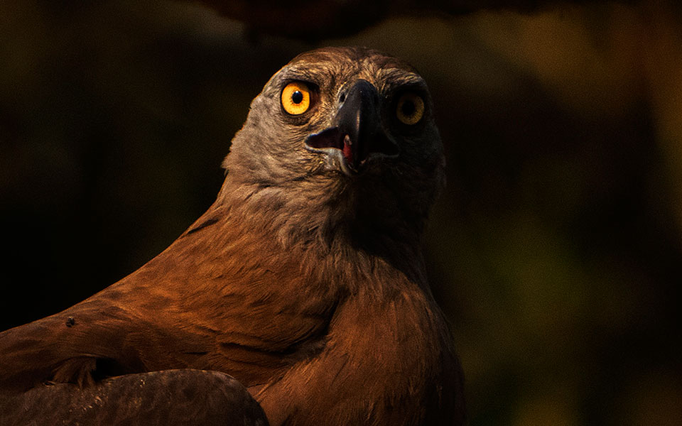 ο-μικρός-αετός-που-διασχίζει-20-000-χιλιό-561784213