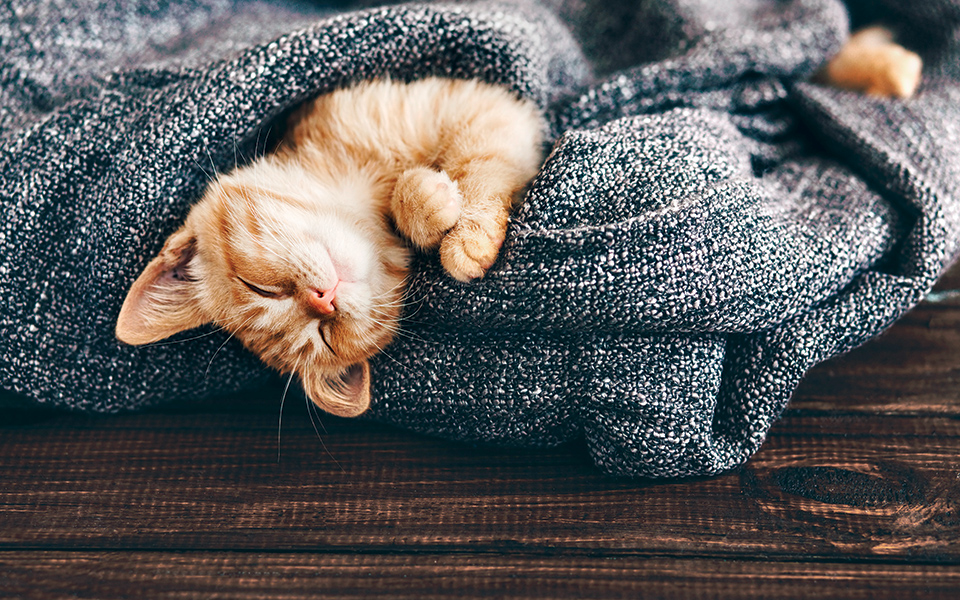 γιατί-γουργουρίζουν-οι-γάτες-561774376