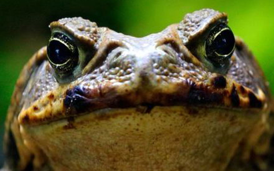 βάτραχοι-κανίβαλοι-δεν-της-άρεσε-το-τ-561774022