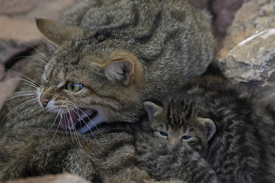 γεννητούρια-στο-αττικό-ζωολογικό-πάρ-561805504