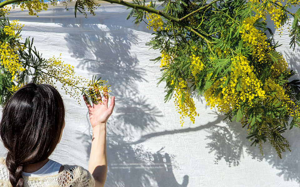 γαζία-και-μιμόζα-το-άρωμά-τους-κατακλύ-561795028