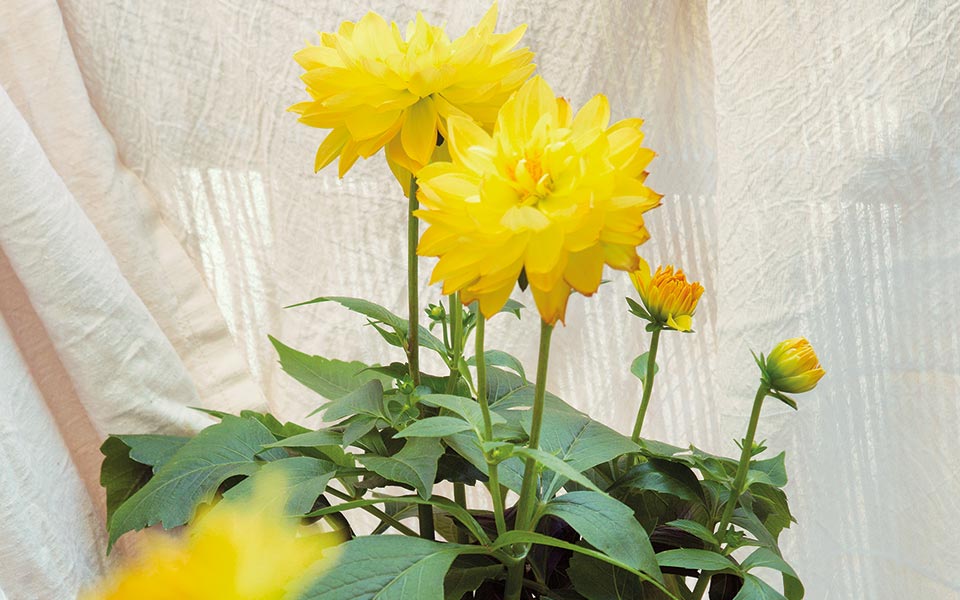 ντάλια-το-δώρο-των-αζτέκων-στο-μπαλκόν-561817510