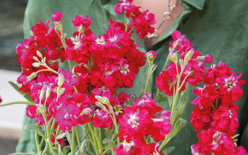 βιολέτα-πώς-να-τη-φυτέψετε-και-να-τη-φρ-561831946