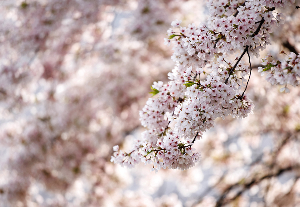 Στην Γερμανία