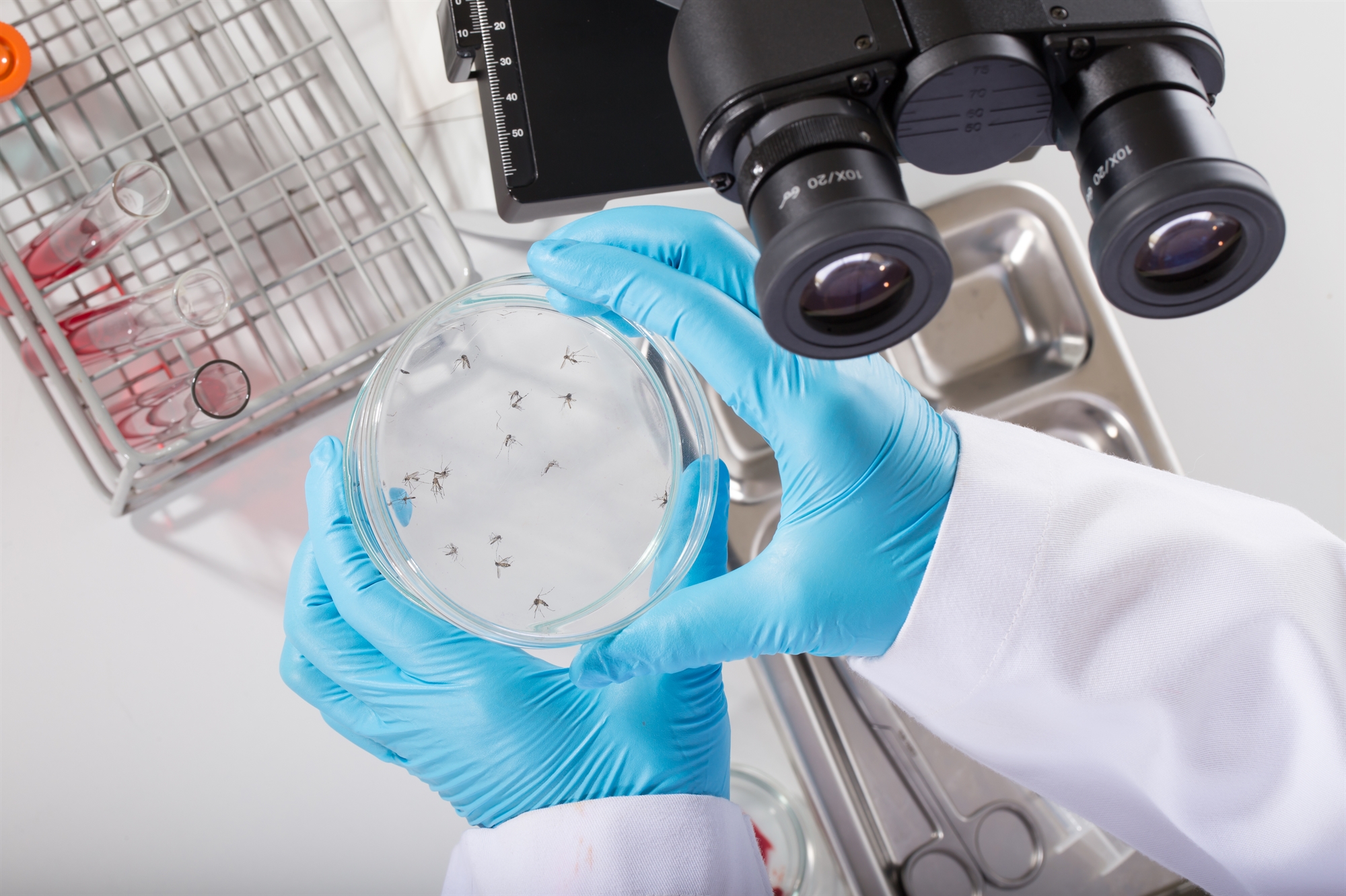 θωράκιση-ενάντια-στα-κουνούπια-561810085