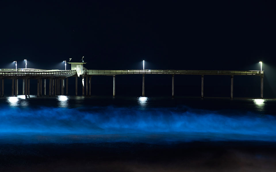 Πώς τα βακτήρια φωταγωγούν μια πόλη στη Γαλλία – Από τον Αριστοτέλη στο Ραμπουιγιέ-2