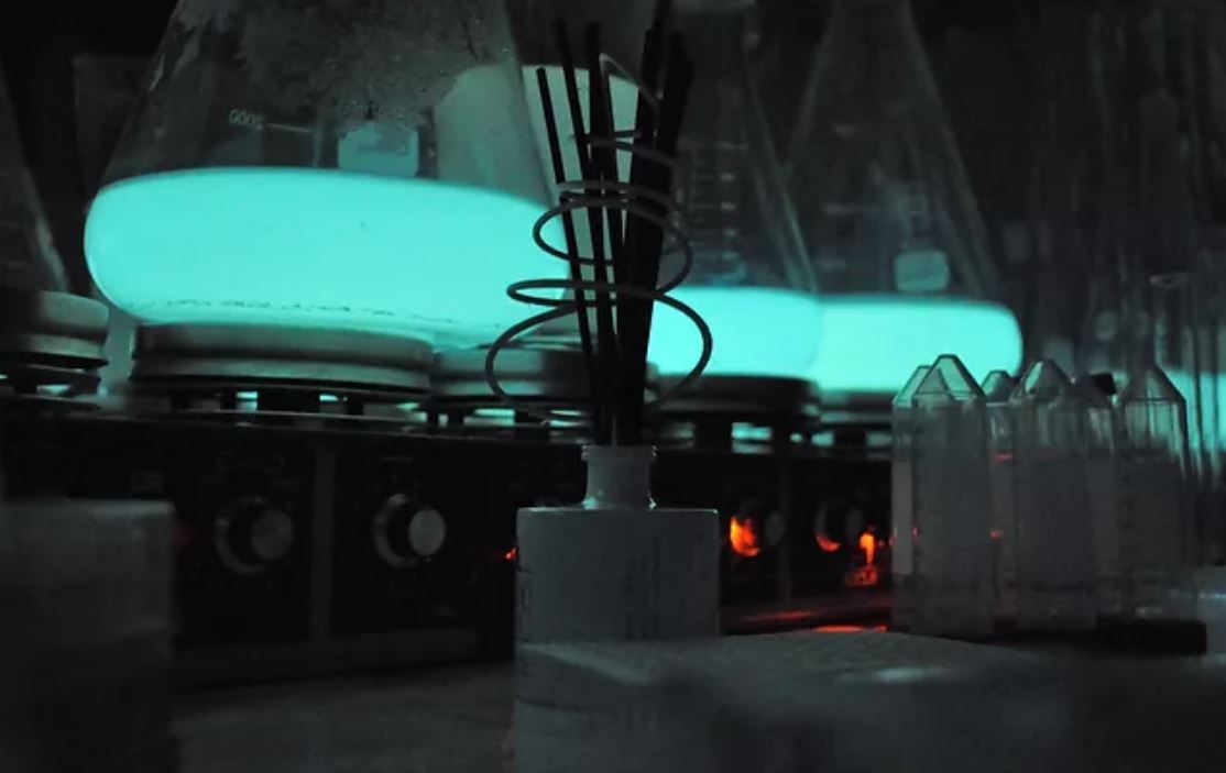 Πώς τα βακτήρια φωταγωγούν μια πόλη στη Γαλλία – Από τον Αριστοτέλη στο Ραμπουιγιέ-1