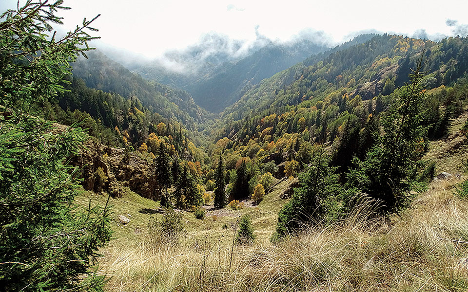 δάσος-φρακτού-ένα-ανέγγιχτο-μνημείο-τ-561816043